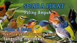 Download lagu SUARA PIKAT SEMUA JENIS BURUNG KECIL PALING AMPUH  mp3