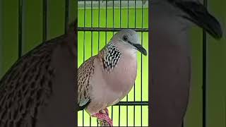 Download lagu Derkuku Kuk 2 Gacor #anggungan #burung #derkuku #derkukukuk1 #derkukukuk2 #shorts #kalimantan mp3