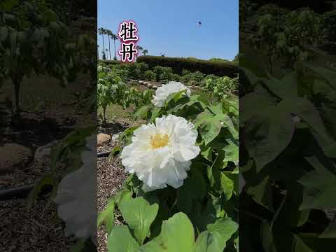 牡丹をどこに植えますか？展示、フロアなど  庭園