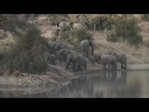 Djuma: Elephants enjoying a drink at Vuyatela Dam-Pt:3 - 17:30 - 06/02/20