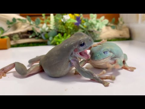 IUCN分類における絶滅の危険性を示す図。