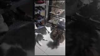 Download lagu Lagi menunggu THR yang belum turun....Simeong pada galau mp3 Download lagu Lagi menunggu THR yang belum turun....Simeong pada galau mp3