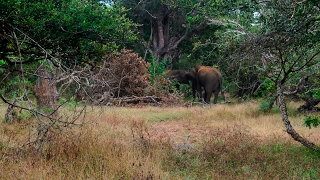 preview picture of video 'Дикий слон в национальном парке Яла на Шри-Ланке'