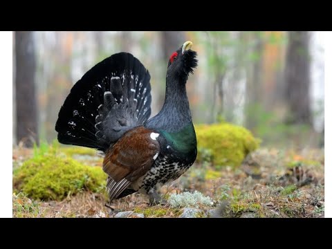 Таксидермия . Изготовление чучела глухаря #1