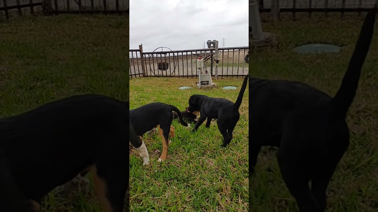 Enlarge Maverick, an adopted mixed breed in Tukwila, WA video 6/6