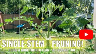 SINGLE STEM PRUNING: Grow a huge tomato plant in 1 square foot! || MyNiagaraGarden