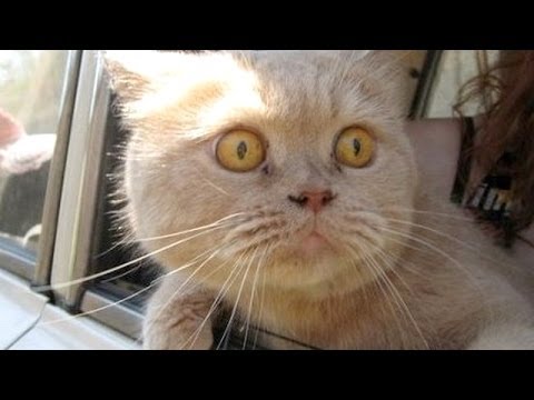Gatos y perros en su primer paseo en coche