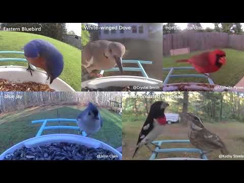 Birdfy - Bird Feeder with a Camera Built in