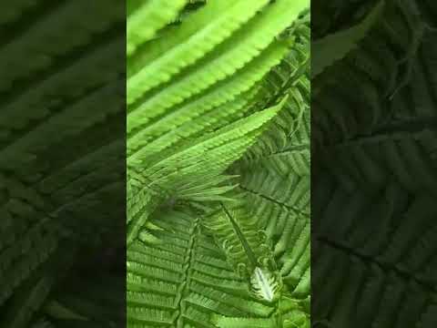 Deep forest, ethnic music