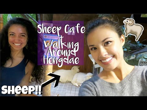 Visiting The Thanks Nature Sheep Cafe and Walking Around Hongdae in Seoul, Korea Travel Vlog Video