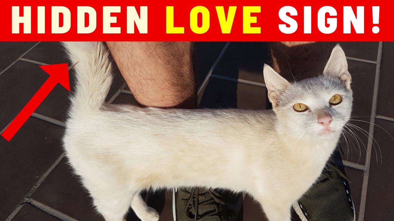 How to Read Your Cat's Tail Language