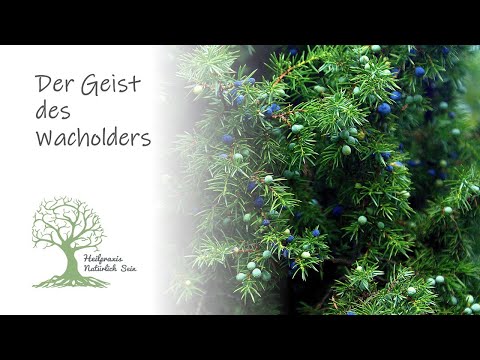 Wacholder