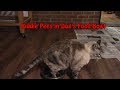https://youtu.be/h7YjmEOZOJY