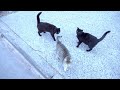 Cats Ksks Run To Me