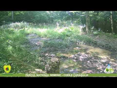 Huhurez mare într-o pădure a Parcului Național Semenic - Cheile Carașului din cadrul Romsilva