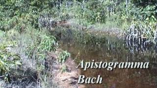 preview picture of video 'Apistogramma-Bach'
