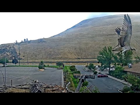 Fledging in Hellgate! "Sum-eh" Flies Out of Frame And Returns Moments Later – August 5, 2024