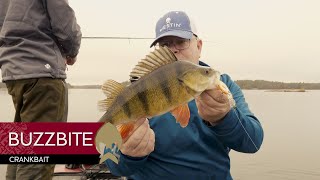 BUZZBITE CRANKBAIT 5CM 6G SUSPENDING OFFICIAL ROACH