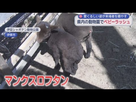 YouTube Video エミュー、マンクスロフタン、ワオキツネザル…静岡県内の動物園でベビーラッシュ
