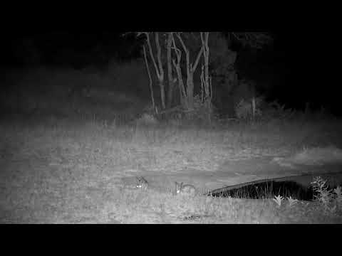 Djuma: Two Scrub Hares feeding near the pan - 05:25 - 08/24/2022