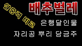 [텃밭농부.831]  배추벌레에 천연살충제 살충력 비교 #김장배추재배#천연농약