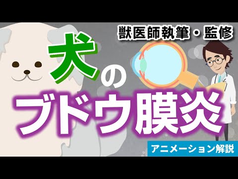 犬のぶどう膜炎:原因と治療法