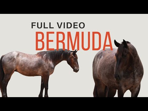 youtube preview