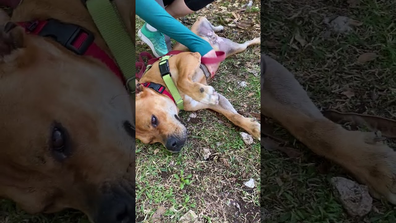 Enlarge Dante, a Adoptable mixed breed in Miami, FL video 5/5