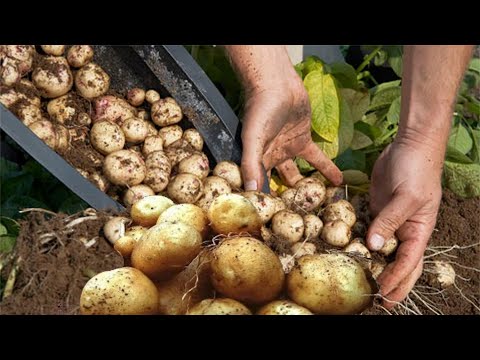 , title : 'Η λύση στην ακρίβεια: καλλιέργεια της πατάτας σε πλαστικά τελάρα!!'