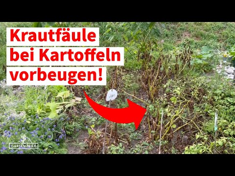 Krautfäule bei Kartoffeln (und wie du sie vermeiden kannst)