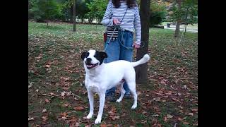 Video preview image #1 Labrador Retriever-Unknown Mix Puppy For Sale in Enfield, CT, USA