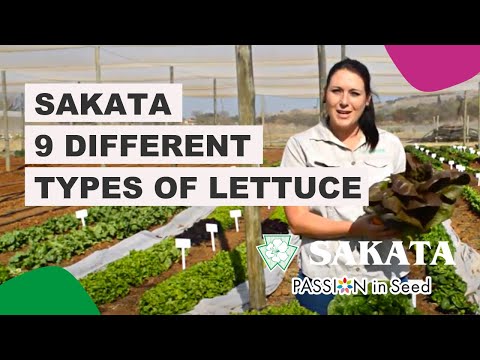 9 Different Types of Lettuces