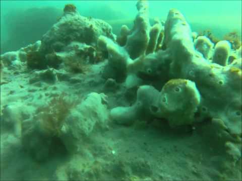 Bare Island NSW 31Aug2013