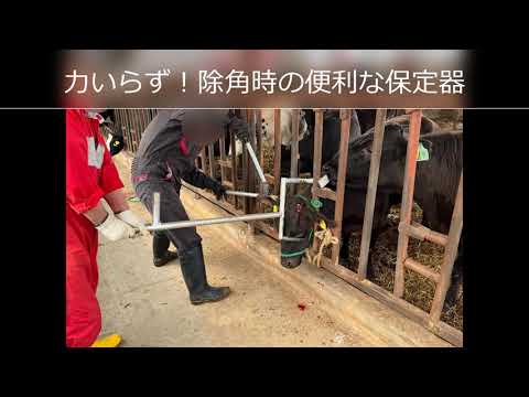 牛には角があるのでしょうか?