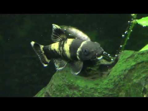 download lagu mp3 mp4 Panda Garra Fish, download lagu Panda Garra Fish gratis, unduh video klip Panda Garra Fish