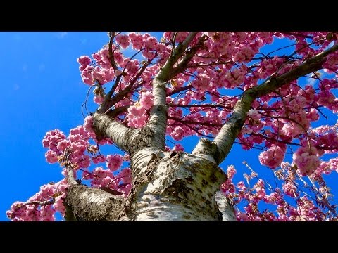 Beautiful Colors Of Spring | Blooming Flowers | UHD 4K