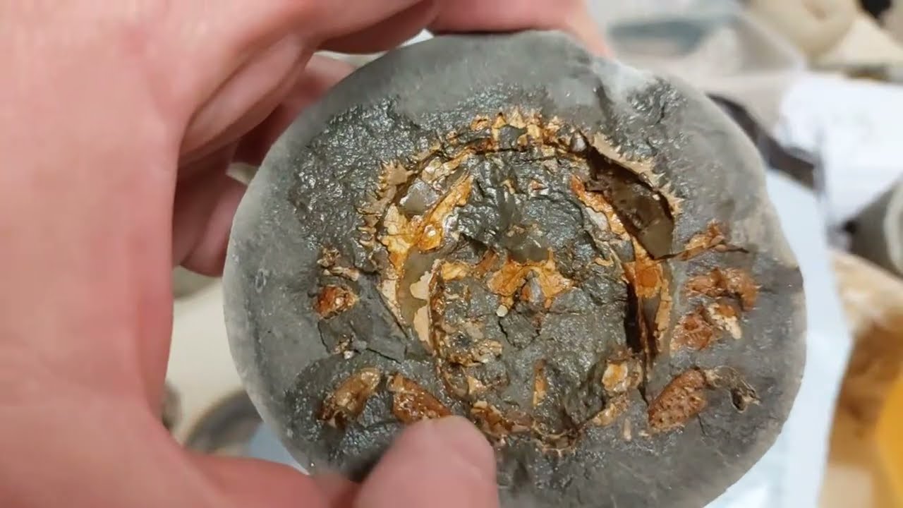 Mamlambo Fossils is live!