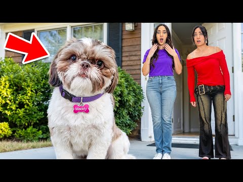 My Secret Brother Sent Me A Puppy?! (Abandoned Dog!!)