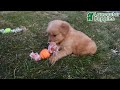 Golden Retriever dogs for sale: Anna - Video 1