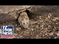 'The Five': Stoner rats 'all high' on police-confiscated weed - Fox News 'The Five': Stoner rats 'all high' on police-confiscated weed