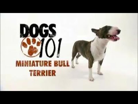 Dogs 101 Miniature Bull Terrier - 720p - Full Clip - High Quality
