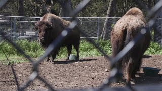 The Bison at Golden Gate Park