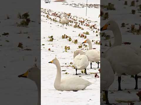 Flock of swans feeding#shorts