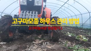 고구마농사꾼영상일기1. 고구마모종 하우스 관리방법