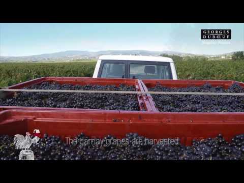 Beaujolais Nouveau 2016 US Georges Duboeuf