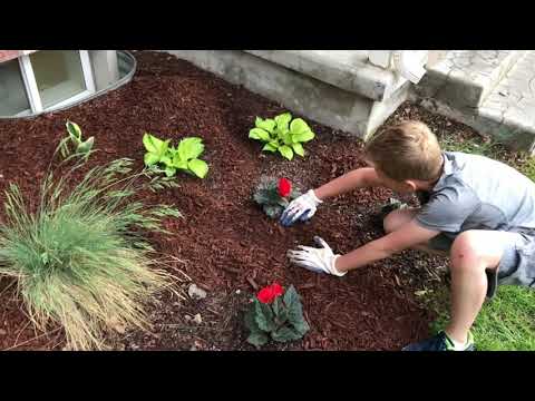image-Is there a mulch with weed killer in it?