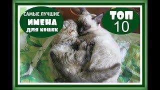 Клички для трехцветных кошек