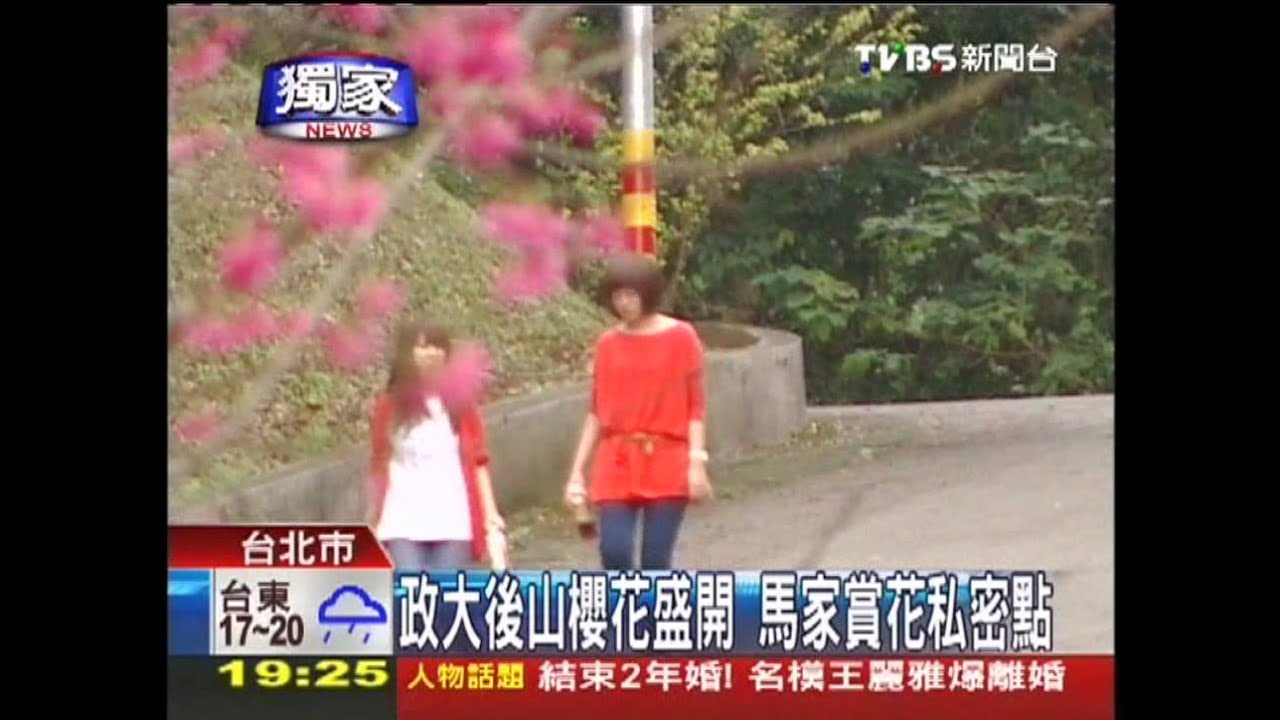 〈獨家〉政大後山櫻花盛開　馬家賞花私密點