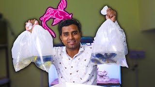 New aquarium fish Unboxing fish aquarium hobby