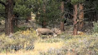 2012 Show 5 AZ Wildlife Views.mov
